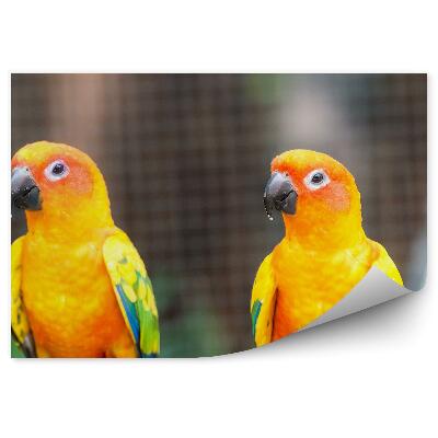 Fototapeta na stenu Oranžové papagáje