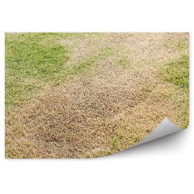 Fototapeta Sucho krehká tráva príroda leto