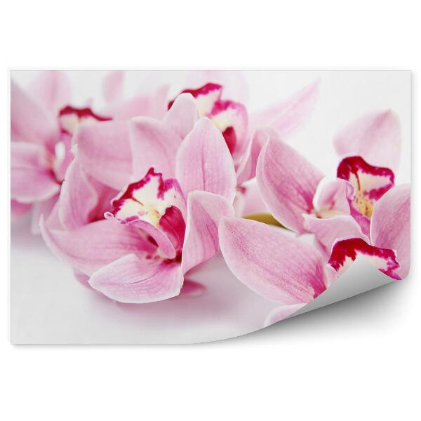 Fototapeta na stenu Ružové Kvety Orchidey