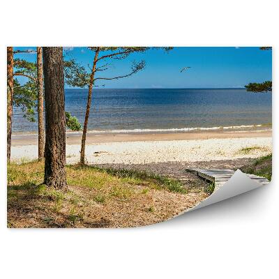 Fototapeta Drevený Chodník Stromy Pláž Tráva Oceán Mraky Obloha Vták