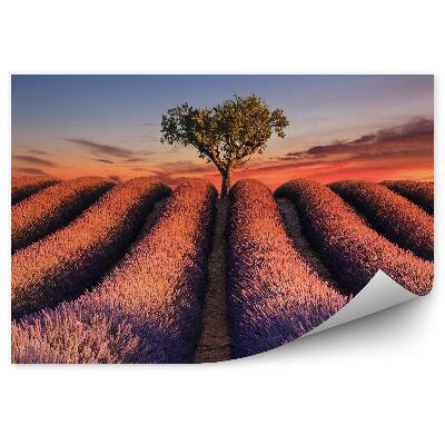 Fototapeta Pole levandule pramene kvetov strom západ slnka