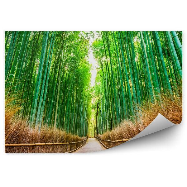 Fototapeta na stenu Japonsko Bambusový Les Cesta Cesta
