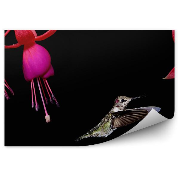 Fototapeta na stenu Fuchsie Kvety Kolibrík Čierne Pozadie Listy