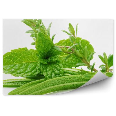 Fototapeta na stenu Čerstvé bylinky korenie vetvičky listy biele pozadie