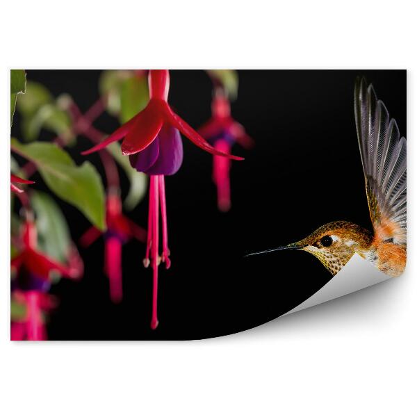 Fototapeta Fuchsie Kvety Kolibrík Čierne Pozadie Listy Vták