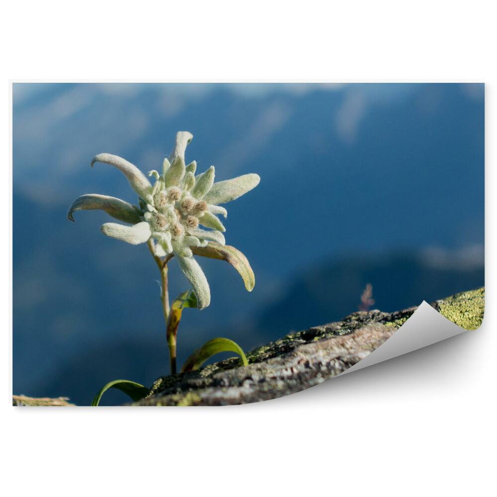 Fototapeta Edelweiss skala alpy pohľad