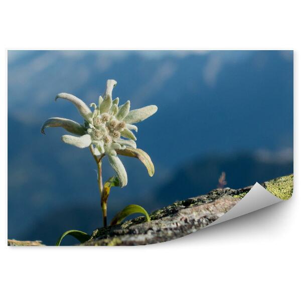 Fototapeta Edelweiss skala alpy pohľad