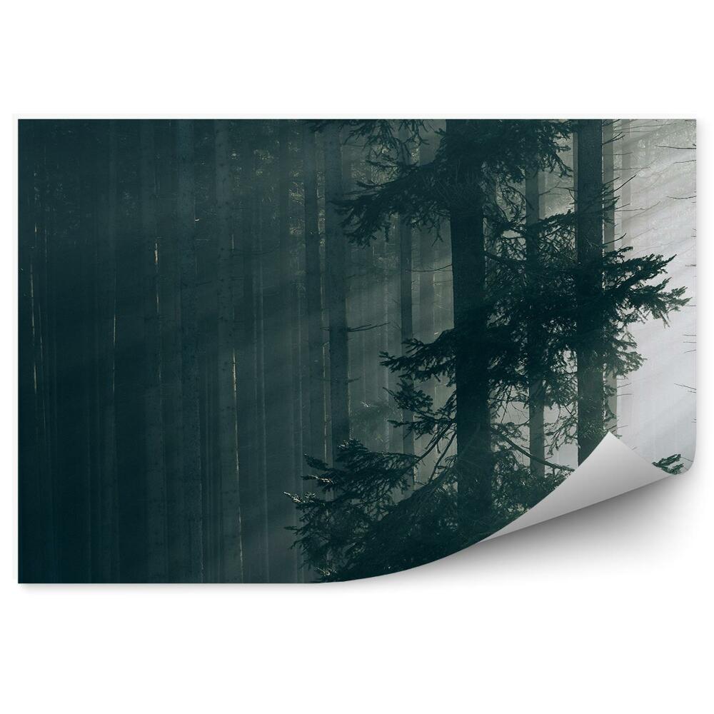 Fototapeta Slnečný les stromy