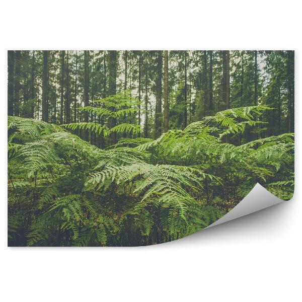 Fototapeta na stenu Veľké Listy Papradia Strom Les