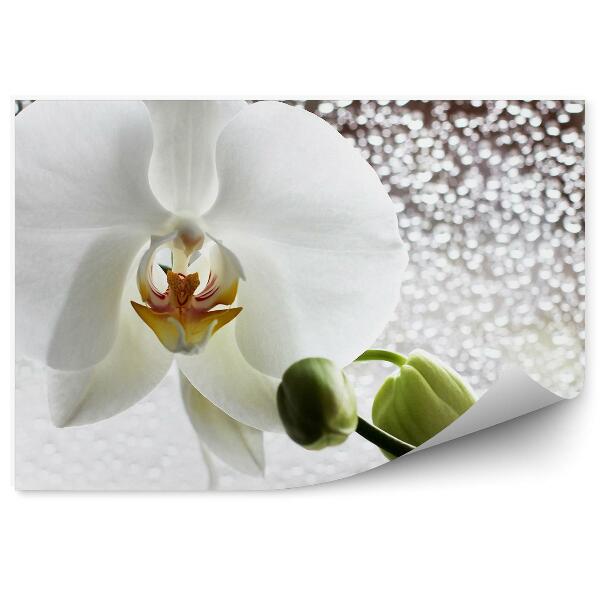 Fototapeta Biela Orchidea Rosa