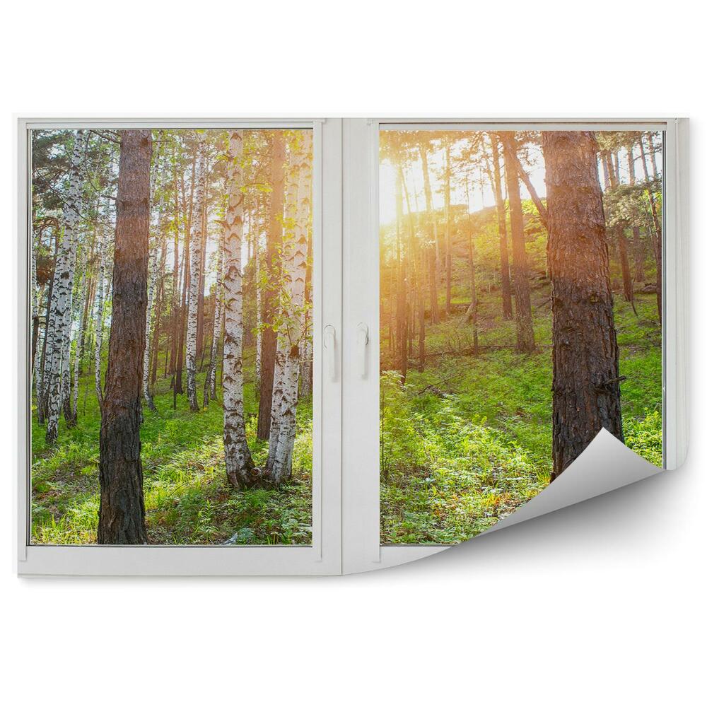 Fototapeta Stromy brezy les kopec pohľad za oknom