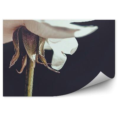 Fototapeta Biela Ruža Stonka Kvetu Pozadie