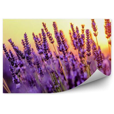 Fototapeta Kvitnúce levanduľové pole západ slnka Provence Francúzsko