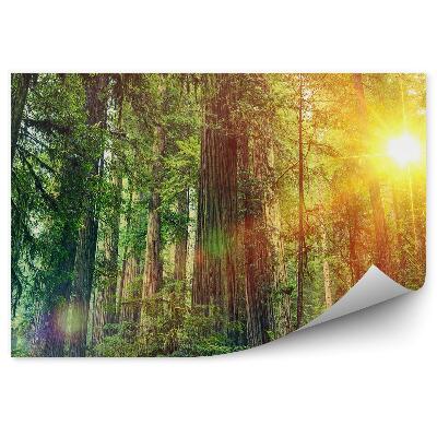 Fototapeta Lesná krajina slnko zelená príroda