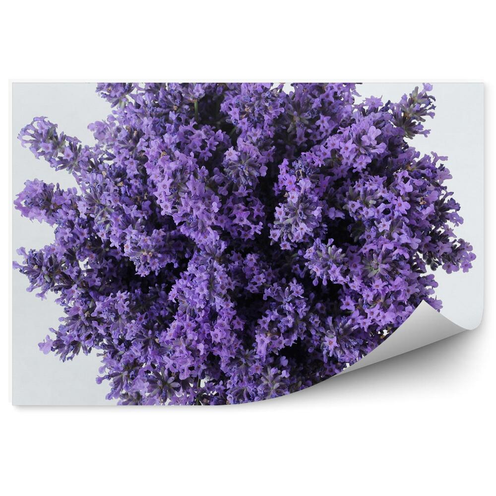 Fototapeta Kytica Levanduľových Kvetov Biele Pozadie