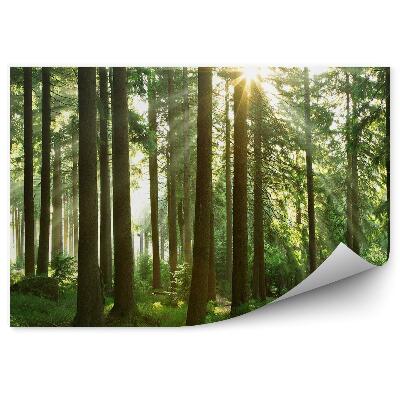 Fototapeta na stenu ihličnatý les tráva slnko