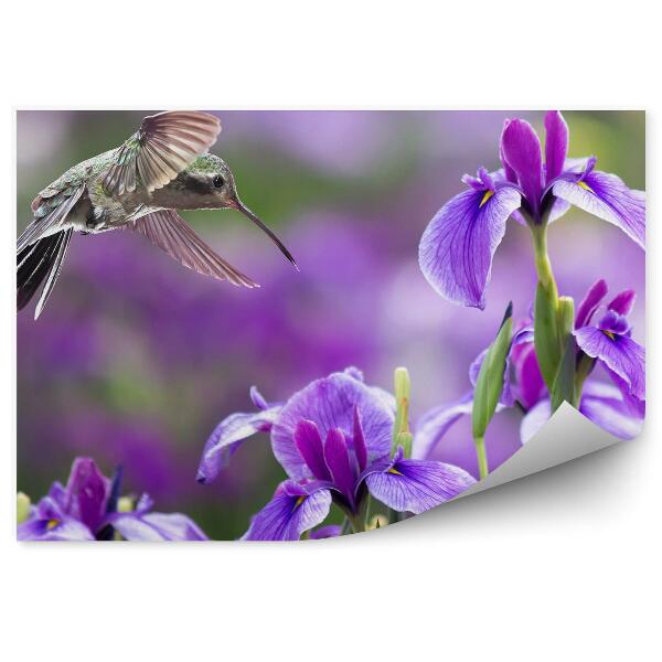 Fototapeta na stenu Fialový Kvet Kosatca Kolibrík Vták