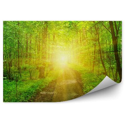 Fototapeta Lesné slnko cesta