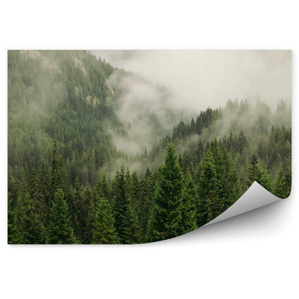 Fototapeta Ihličnatý Les Jedle Tráva Hmla