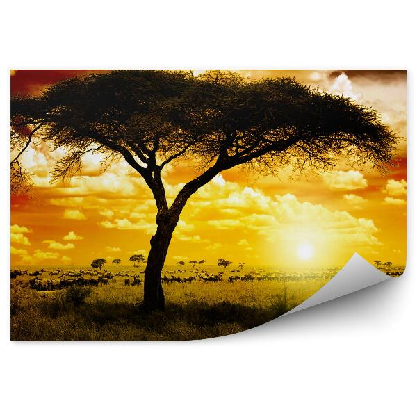 Fototapeta Afrika Zvieratá Rastliny Príroda Západ Slnka