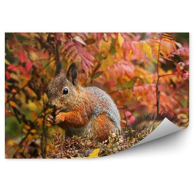 Fototapeta Veveričí jesenný les