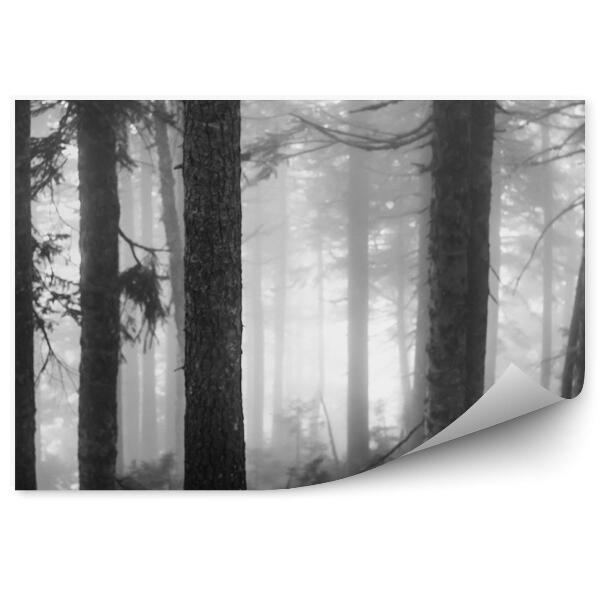 Fototapeta Mlžný les sépia