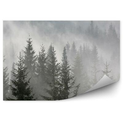 Fototapeta Hmlistý ihličnatý les