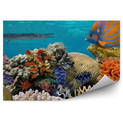 Fototapeta na stenu Podvodná scéna z koralového útesu