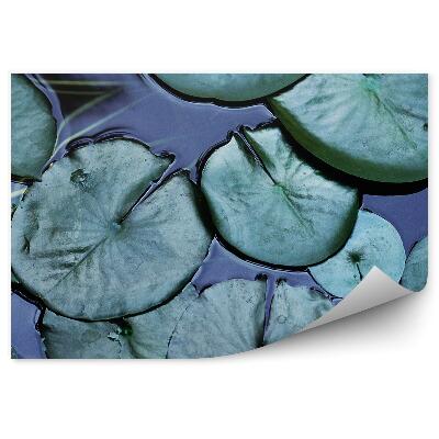 Fototapeta Lilie Listy Voda