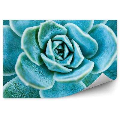 Fototapeta Sukulentné zelené listy zblízka