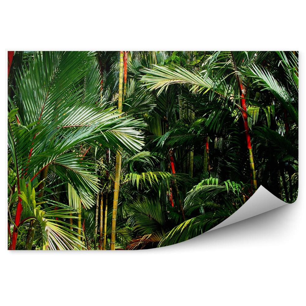 Fototapeta Palmy a bambusy Singapur