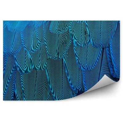 Fototapeta na stenu Textúra peria modrých papagájov