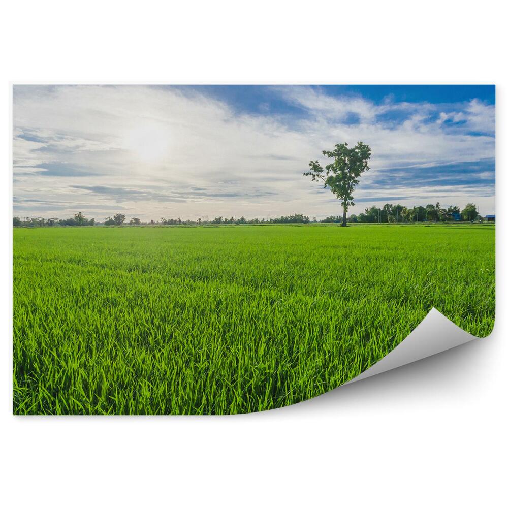 Fototapeta Zelená tráva leto stromy vegetácia