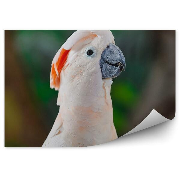 Fototapeta na stenu Ružový kakadu