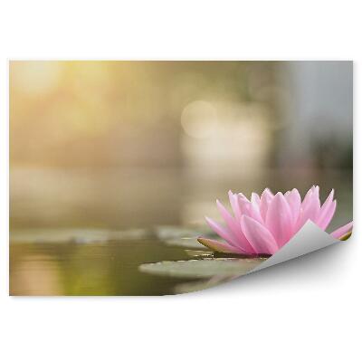 Fototapeta na stenu Rozkvitnutý Lekno Na Jazere