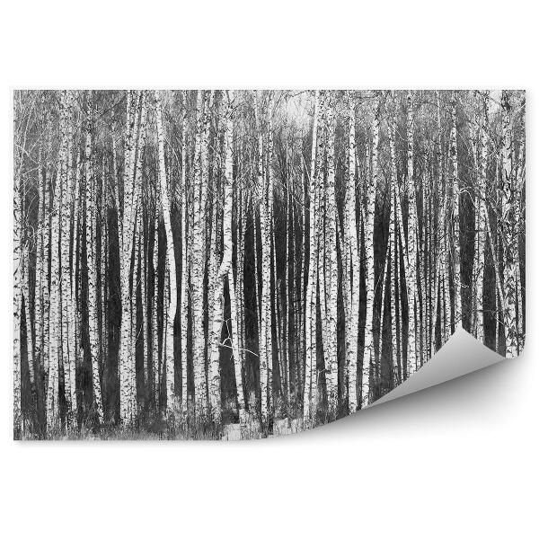 Fototapeta Zasnežený brezový les čiernobiela krajina