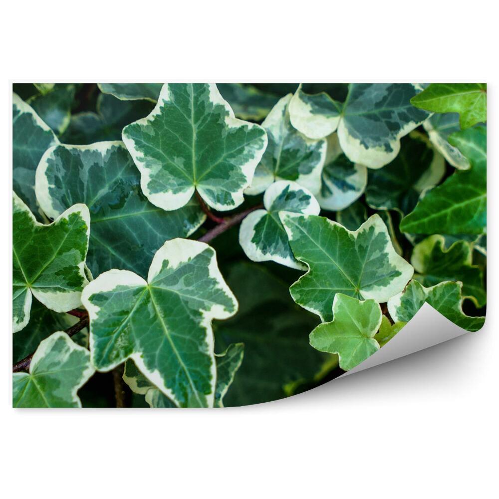 Fototapeta na stenu Rozvetvené Listy Brečtanu