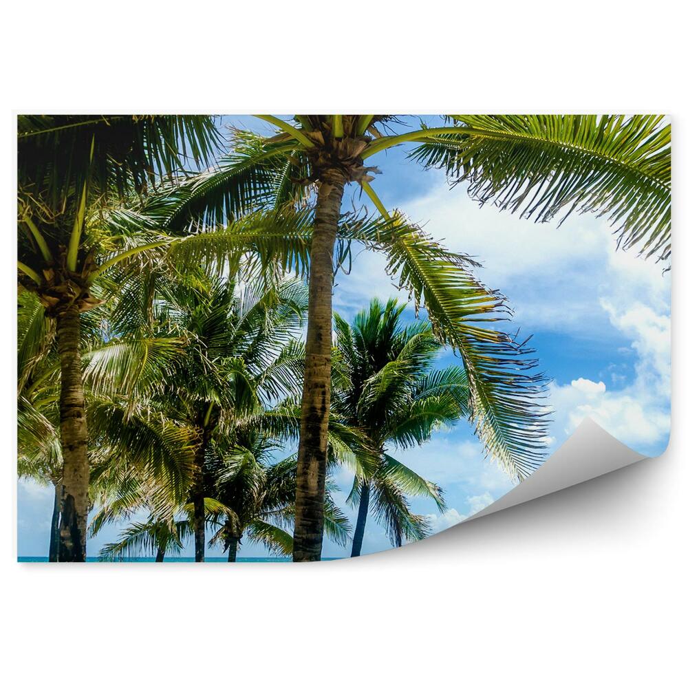 Fototapeta na stenu Palmy na Miami Beach