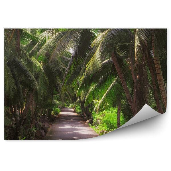 Fototapeta Cesta cesta palmy zelené kríky