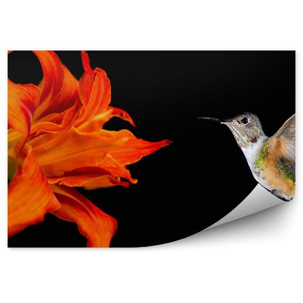 Fototapeta Kolibrík Oranžovej Ľalie Čierne Pozadie