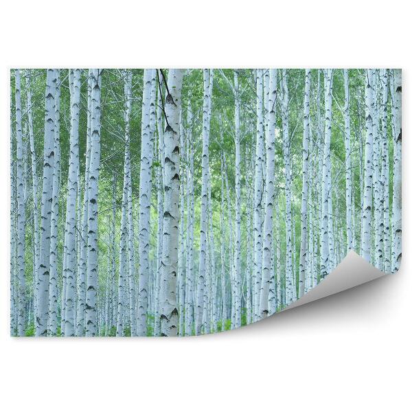 Fototapeta na stenu Panoramatický pohľad na zelený brezový les