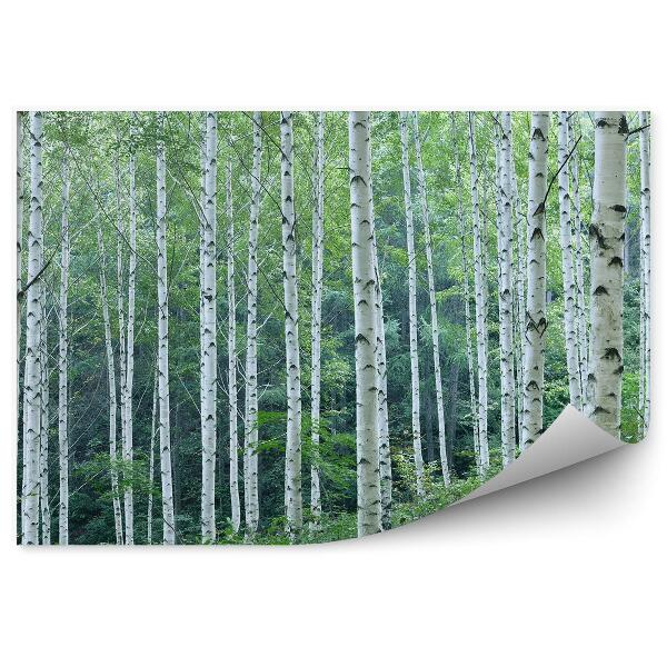 Fototapeta Panoráma brezového lesa na kopci stromová vegetácia