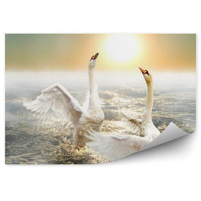 Fototapeta Tancujúce labute na vlnách