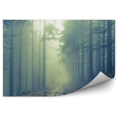 Fototapeta Lesná cesta ihličnaté stromy