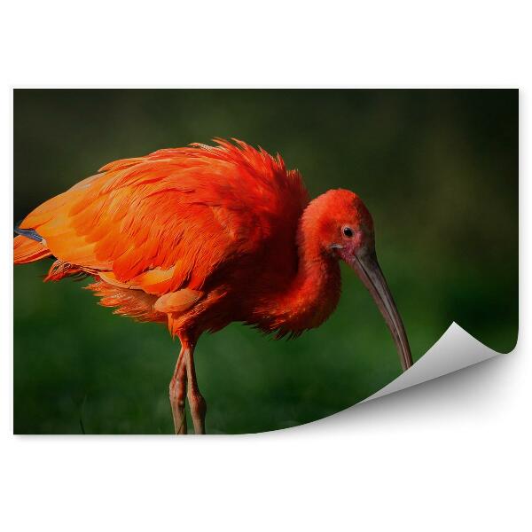 Fototapeta Ibis Šarlátový Exotický Vták Tráva Zelená