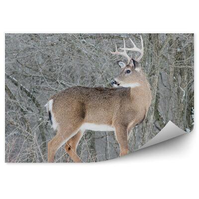 Fototapeta Srnka v zimnom lese