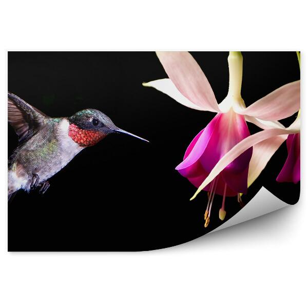 Fototapeta na stenu Fuchsie Kvety Kolibrík Čierne Pozadie