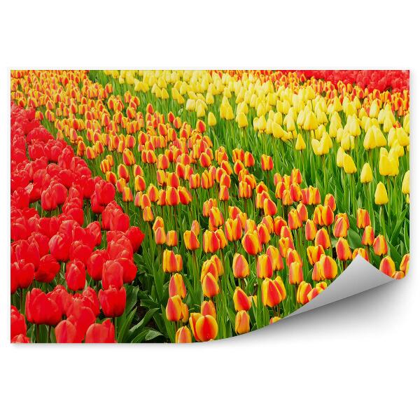 Fototapeta Pole Tulipánov