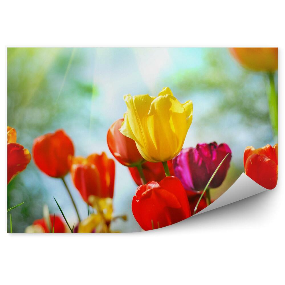Fototapeta na stenu Farebné Tulipány