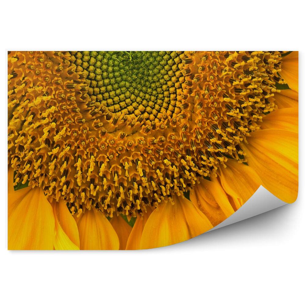 Fototapeta na stenu Slnečnica Rastlina